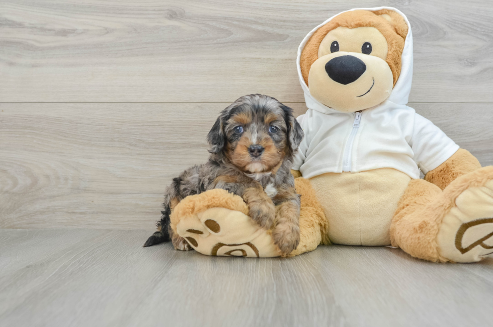 5 week old Cavapoo Puppy For Sale - Lone Star Pups