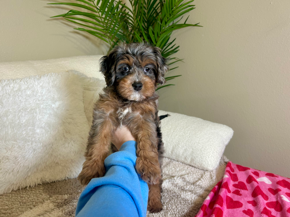 Cute Cavapoodle Poodle Mix Puppy