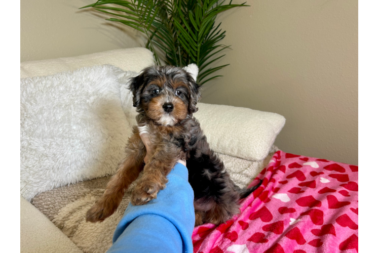 Cavapoo Pup Being Cute