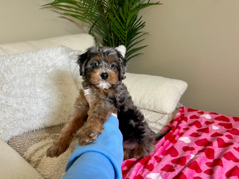 Cavapoo Pup Being Cute