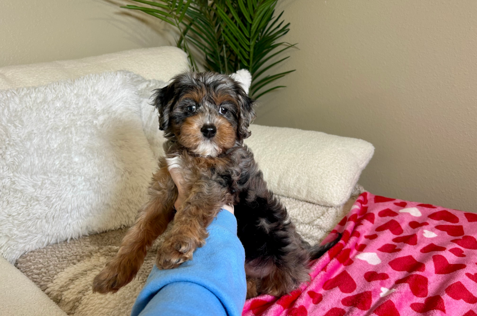 9 week old Cavapoo Puppy For Sale - Lone Star Pups