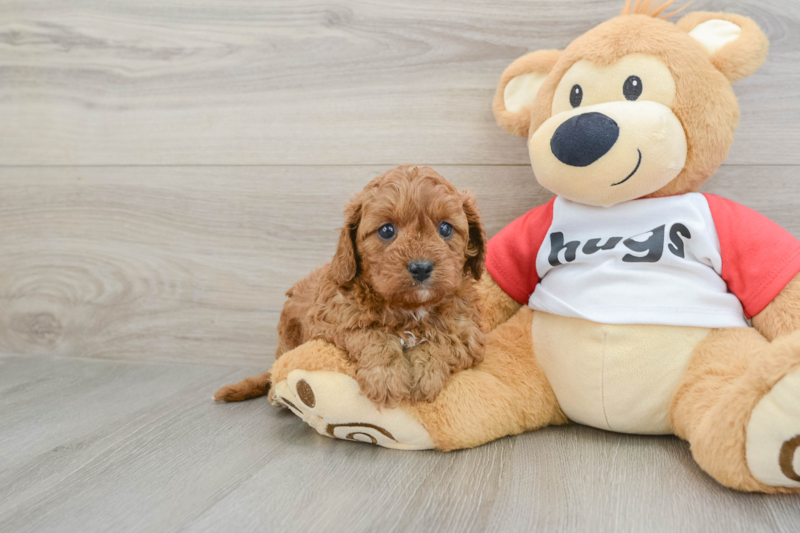 Meet Kenzie - our Cavapoo Puppy Photo 1/3 - Lone Star Pups