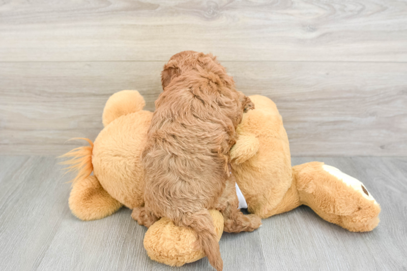 Meet Kenzie - our Cavapoo Puppy Photo 2/3 - Lone Star Pups