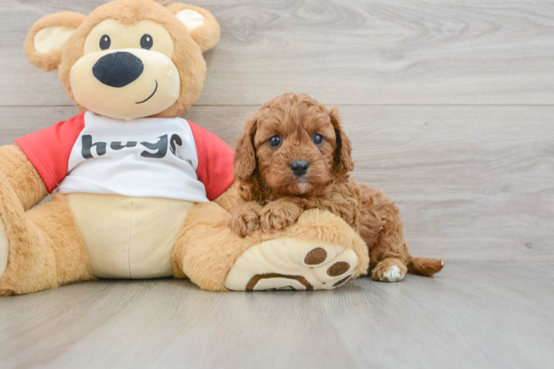 Meet Kenzie - our Cavapoo Puppy Photo 3/3 - Lone Star Pups
