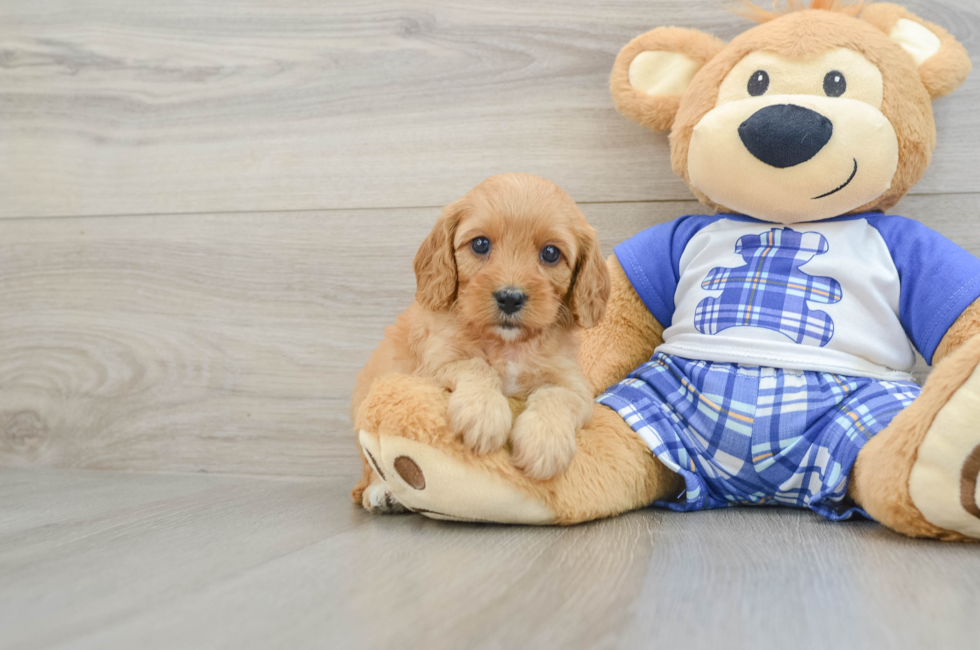 8 week old Cavapoo Puppy For Sale - Lone Star Pups