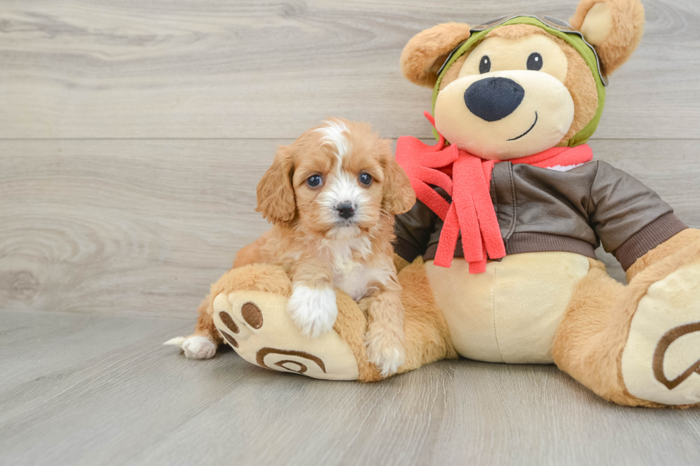 Playful Cavapoodle Poodle Mix Puppy