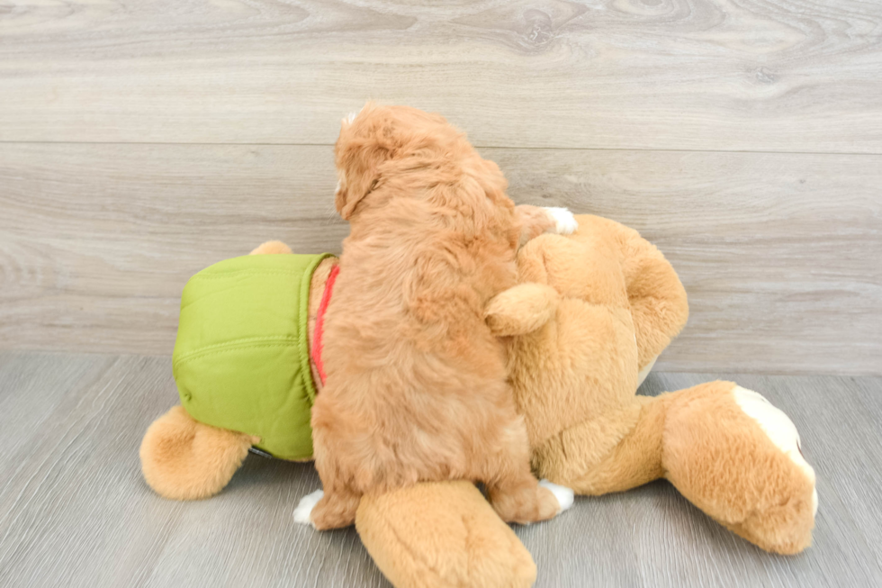 Best Cavapoo Baby