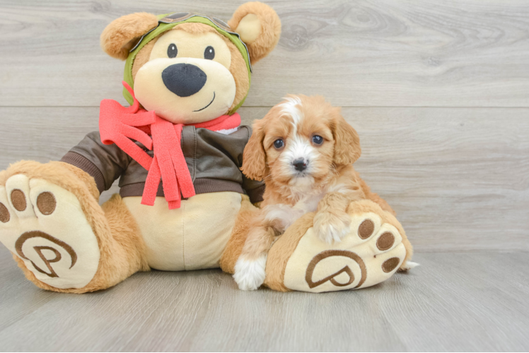 Sweet Cavapoo Baby