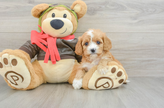 Sweet Cavapoo Baby