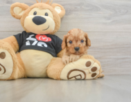 8 week old Cavapoo Puppy For Sale - Lone Star Pups
