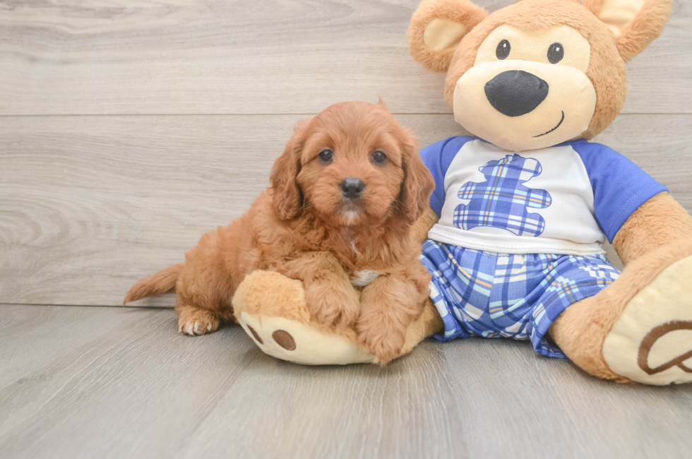 5 week old Cavapoo Puppy For Sale - Lone Star Pups