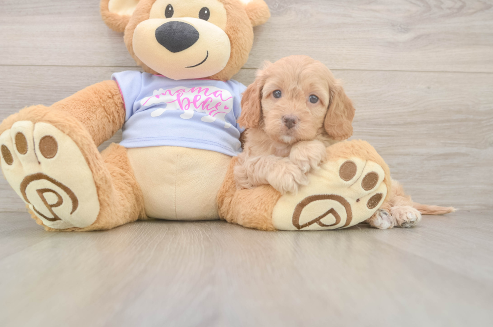 7 week old Cavapoo Puppy For Sale - Lone Star Pups