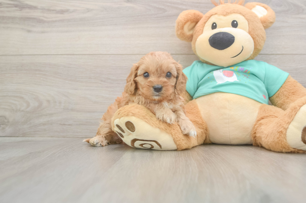 5 week old Cavapoo Puppy For Sale - Lone Star Pups