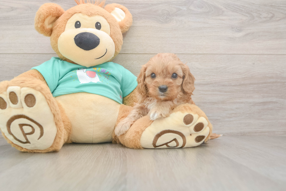 Cute Cavapoo Baby