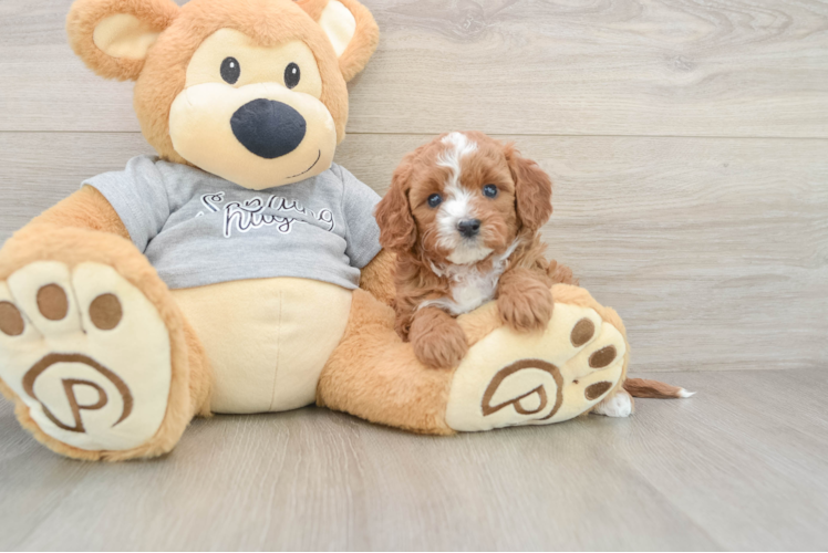 Playful Cavapoodle Poodle Mix Puppy