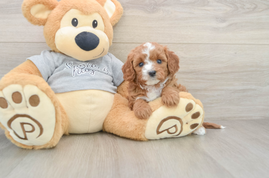 Playful Cavapoodle Poodle Mix Puppy