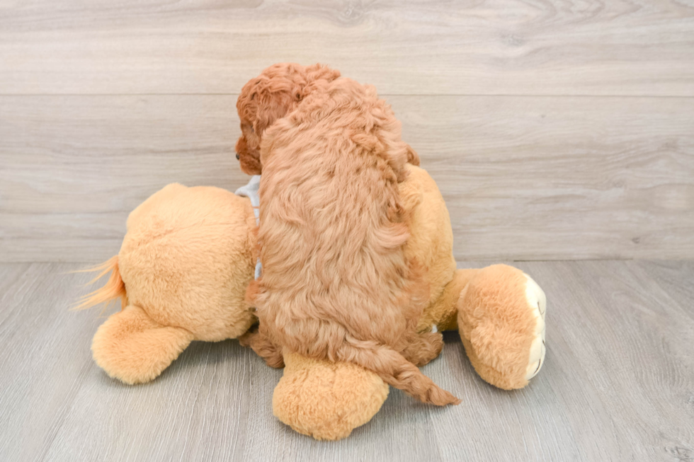 Energetic Cavoodle Poodle Mix Puppy