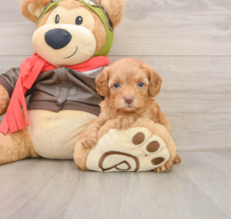 7 week old Cavapoo Puppy For Sale - Lone Star Pups