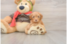 Hypoallergenic Cavadoodle Poodle Mix Puppy