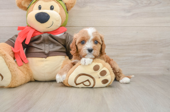 KENZIE, a Cavapoo littermate