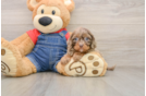Best Cavapoo Baby