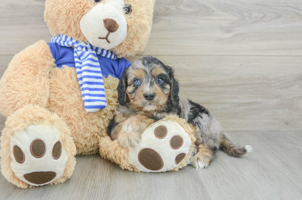 6 week old Cavapoo Puppy For Sale - Lone Star Pups