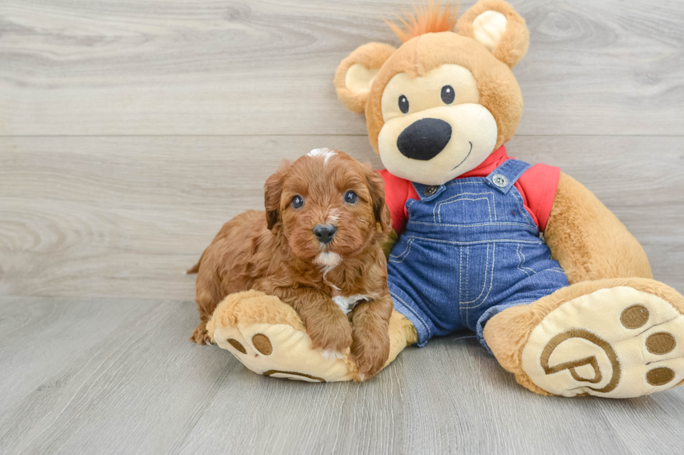 Petite Cavapoo Poodle Mix Pup