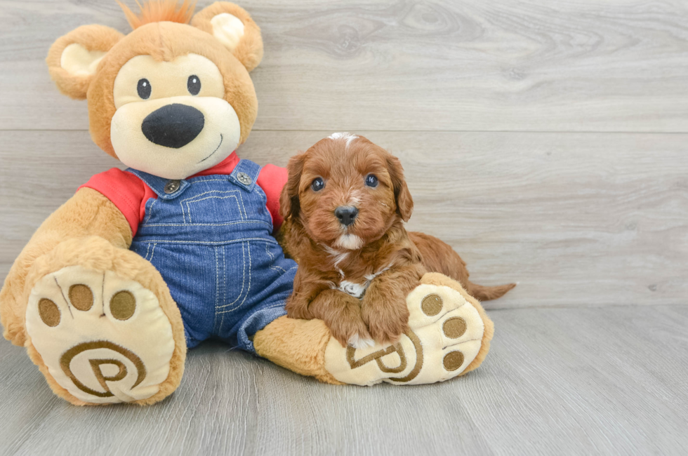 7 week old Cavapoo Puppy For Sale - Lone Star Pups