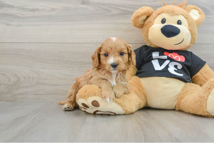 Smart Cavapoo Poodle Mix Pup