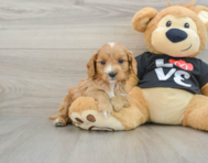 8 week old Cavapoo Puppy For Sale - Lone Star Pups