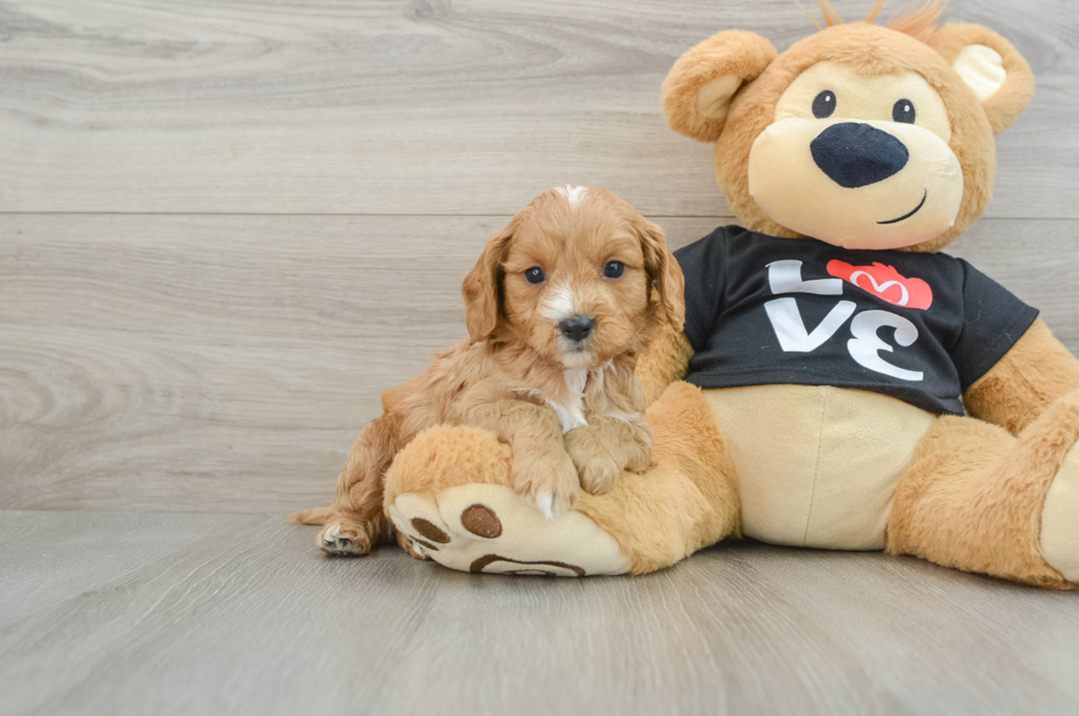 6 week old Cavapoo Puppy For Sale - Lone Star Pups