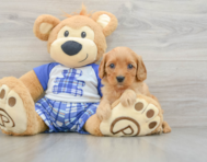8 week old Cavapoo Puppy For Sale - Lone Star Pups