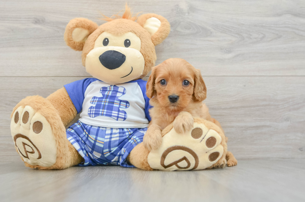 8 week old Cavapoo Puppy For Sale - Lone Star Pups