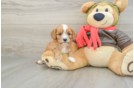 Best Cavapoo Baby