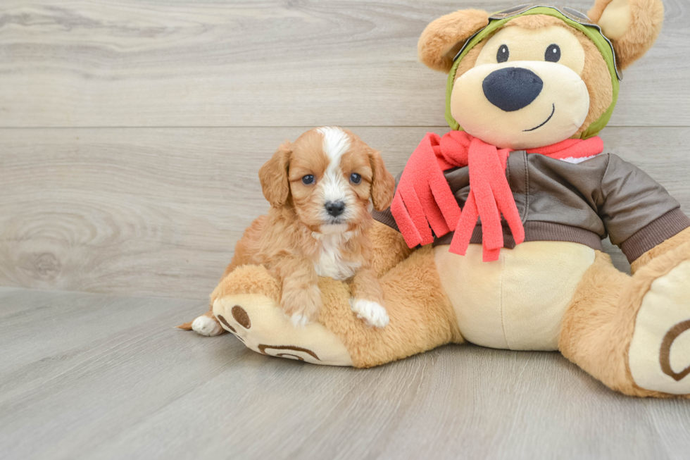 Best Cavapoo Baby