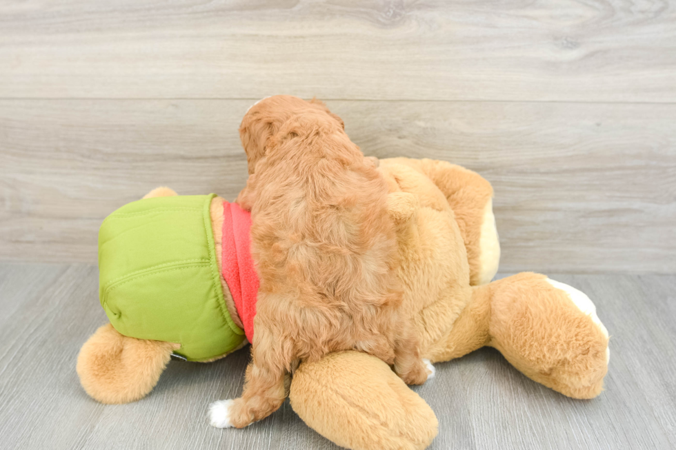 Sweet Cavapoo Baby