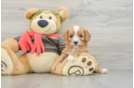 Cavapoo Puppy for Adoption