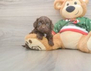7 week old Cavapoo Puppy For Sale - Lone Star Pups