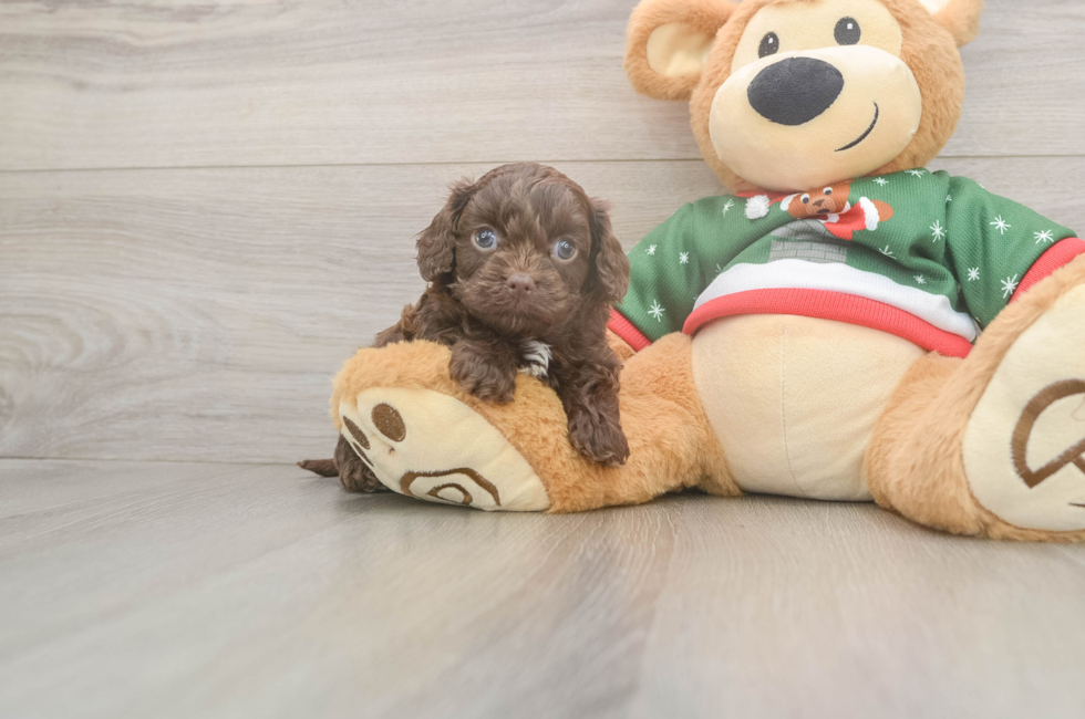 5 week old Cavapoo Puppy For Sale - Lone Star Pups