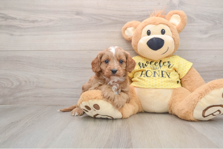 Smart Cavapoo Poodle Mix Pup