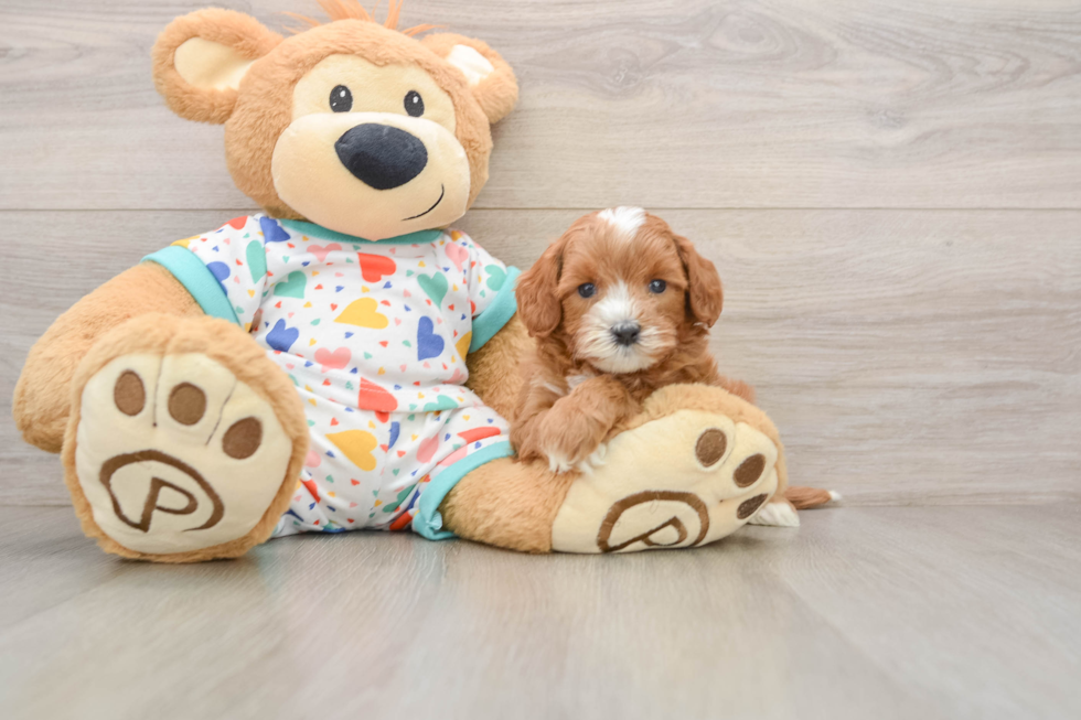 Cavapoo Pup Being Cute
