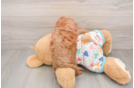 Cavapoo Puppy for Adoption