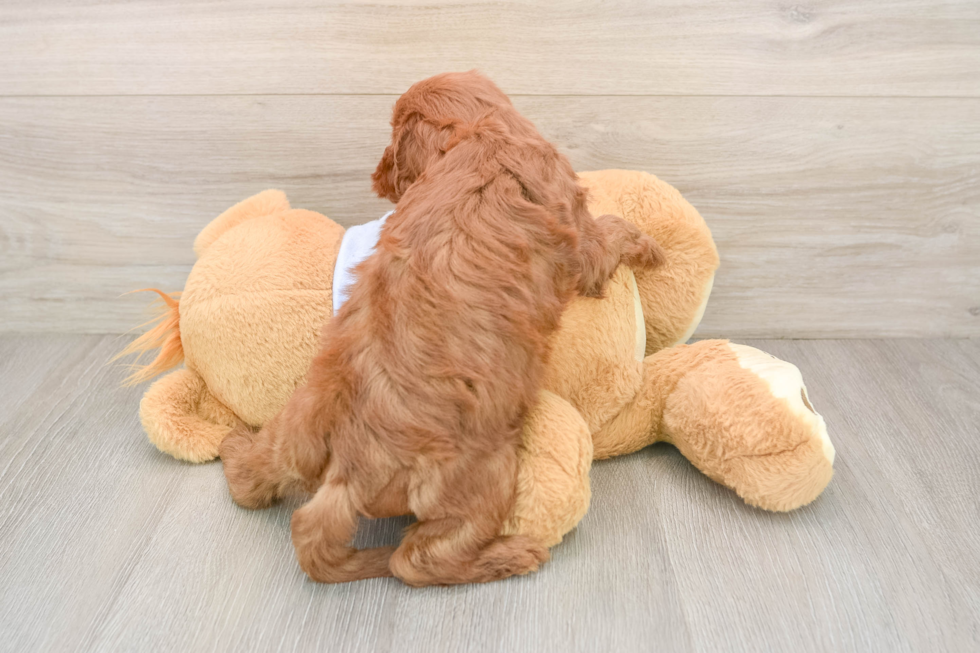 Little Cavipoo Poodle Mix Puppy