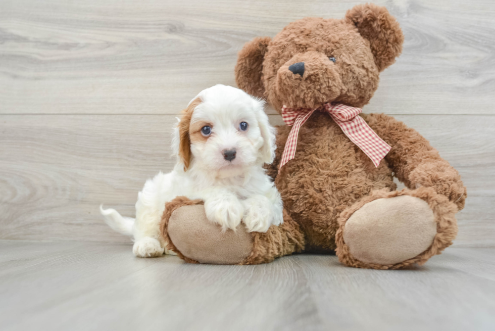 Cute Cavapoo Baby