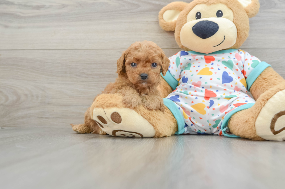 6 week old Cavapoo Puppy For Sale - Lone Star Pups