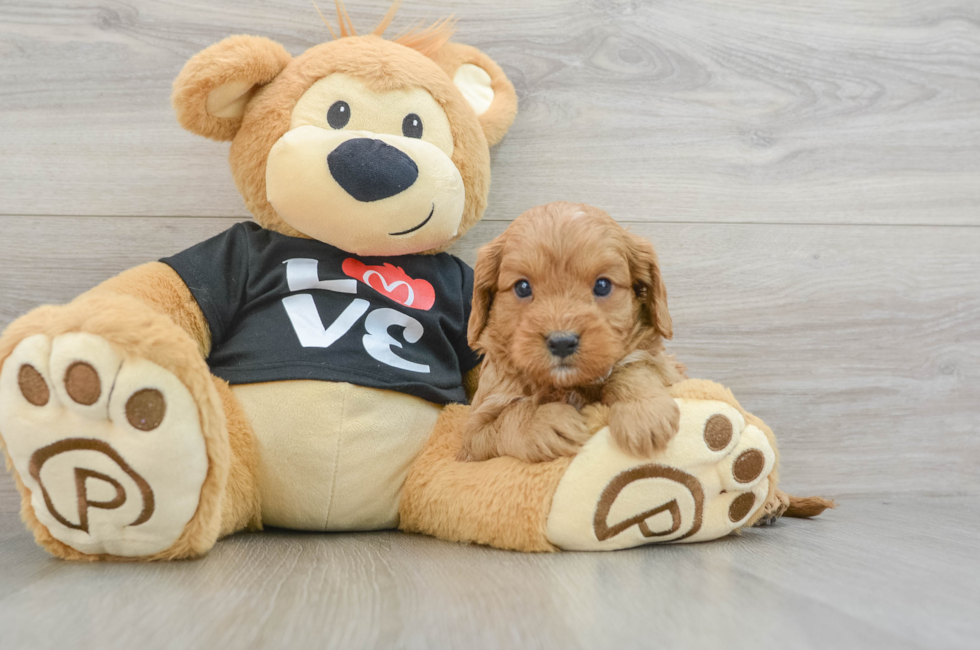 7 week old Cavapoo Puppy For Sale - Lone Star Pups