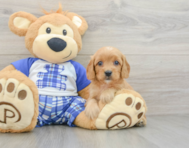 7 week old Cavapoo Puppy For Sale - Lone Star Pups