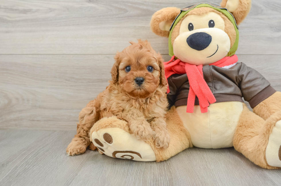 5 week old Cavapoo Puppy For Sale - Lone Star Pups