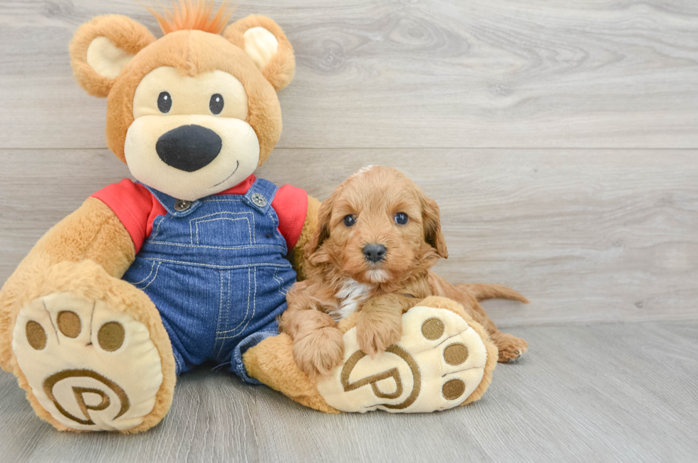 7 week old Cavapoo Puppy For Sale - Lone Star Pups