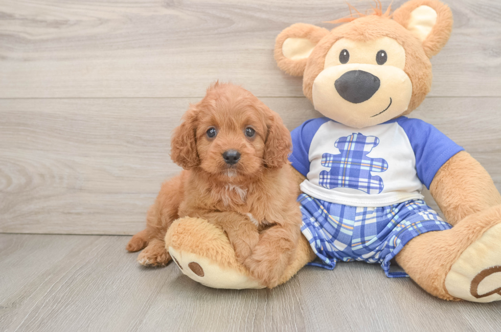 5 week old Cavapoo Puppy For Sale - Lone Star Pups